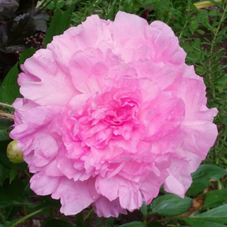 Pivoine 'Sarah Bernhardt'
